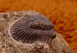 thysanopeltis speciosa moroccan trilobite