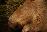 world's largest rodent